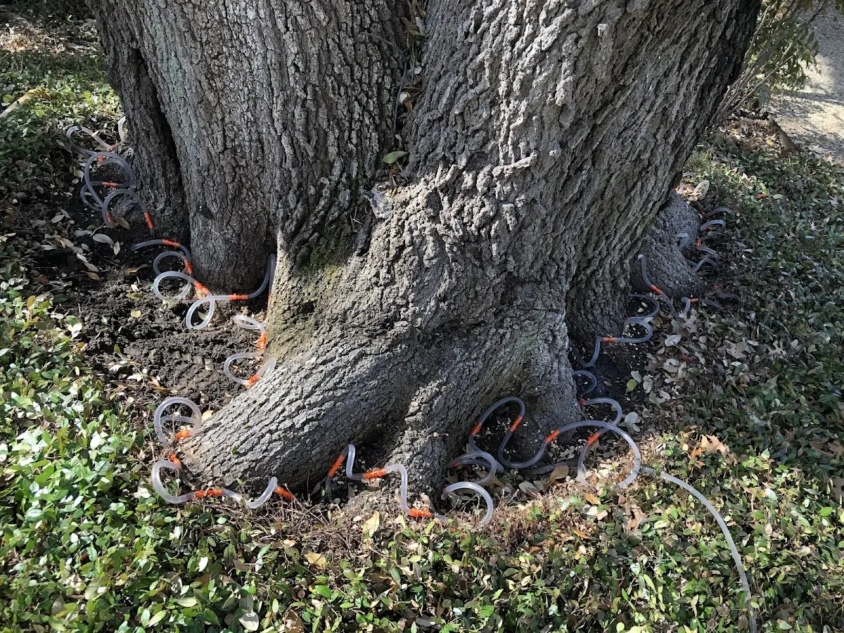 Detailed Tree Cabling and Bracing job site in Pine