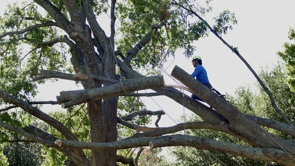 Professional Hazardous Tree Removal performed by certified arborists in Pine